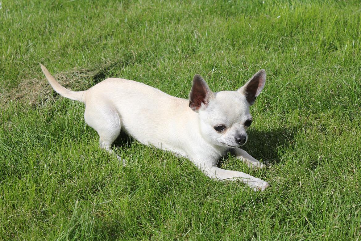 Chihuahua Prinz (Früsli) billede 5