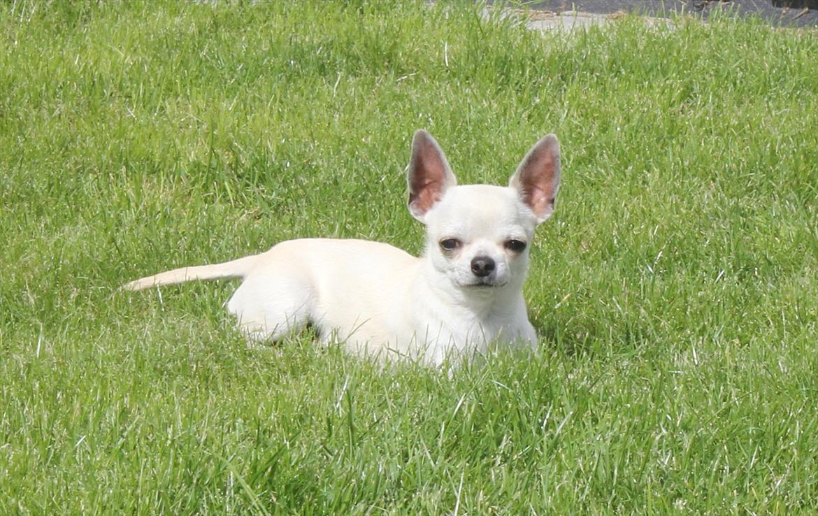 Chihuahua Prinz (Früsli) billede 6