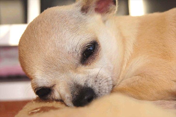 Chihuahua Prinz (Früsli) billede 7