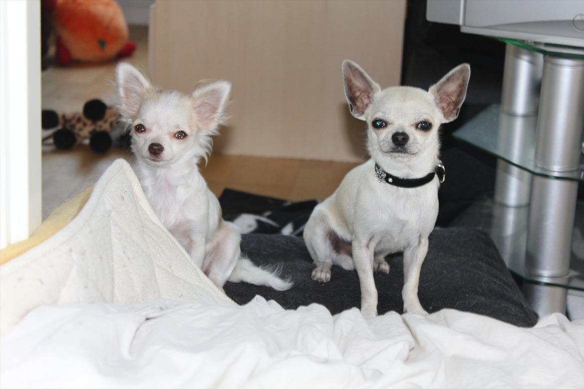 Chihuahua Prinz (Früsli) billede 9