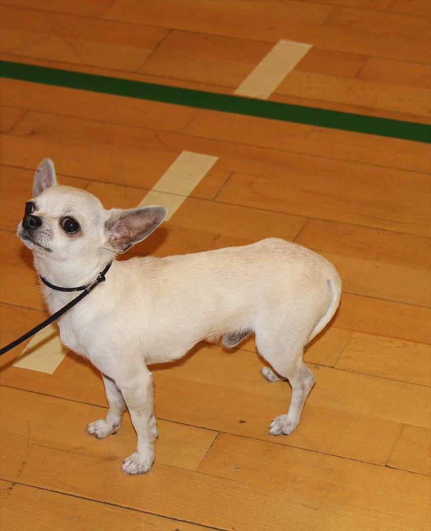 Chihuahua Prinz (Früsli) billede 8