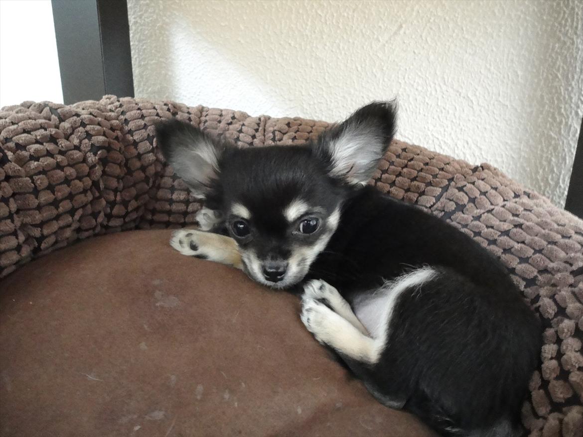 Chihuahua Dream´s Armani billede 8