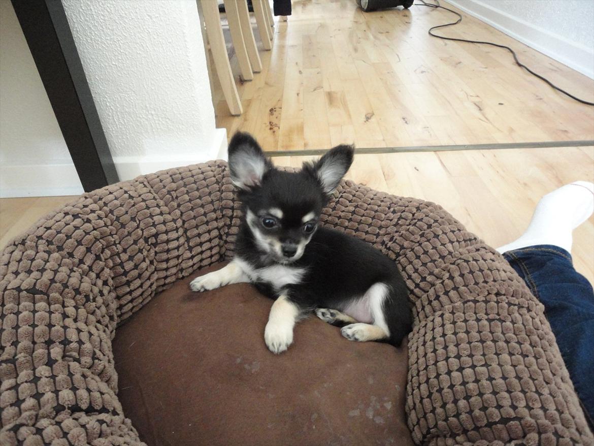 Chihuahua Dream´s Armani billede 7