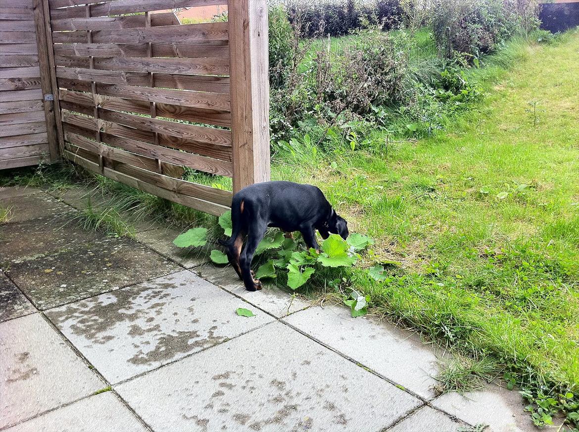 Dobermann Proud Danish Damian (Simba) - 8 uger billede 12