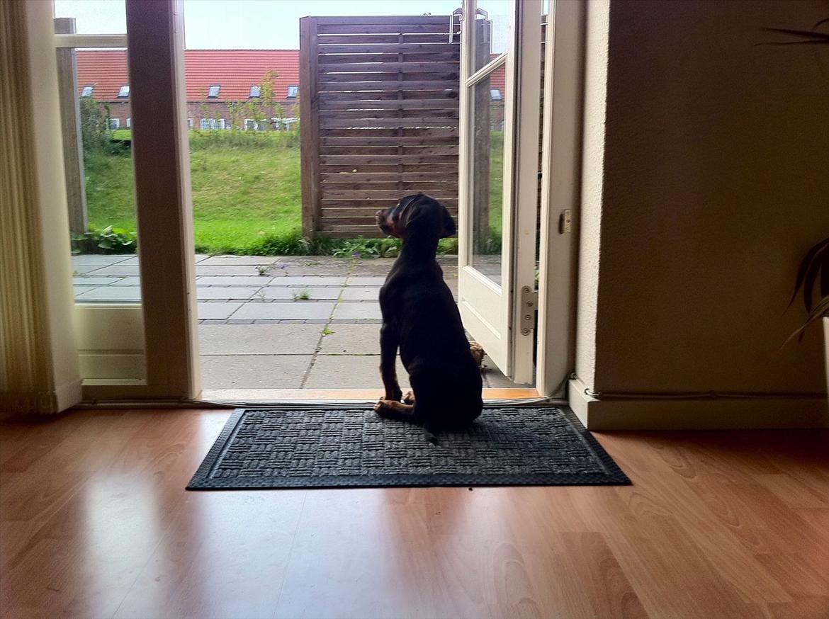 Dobermann Proud Danish Damian (Simba) - 8 uger billede 10