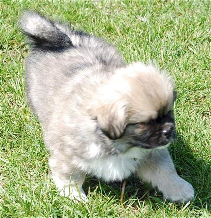 Tibetansk spaniel Chulo's Rang-Po (Rangle) billede 11