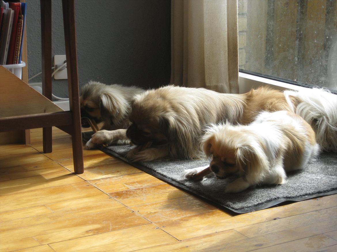 Tibetansk spaniel Chulo's Rang-Po (Rangle) - Det er godt at hygge med tyggepind sammen med Desse og Mor Sweetie billede 12