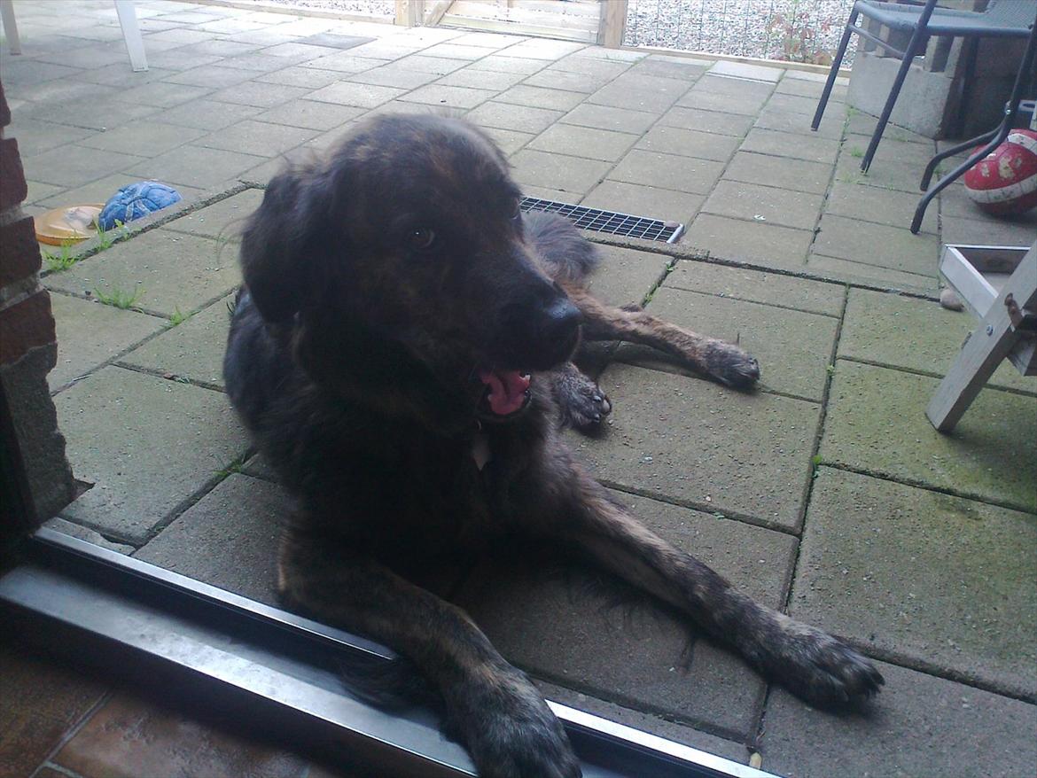 Blanding af racer Dina - Puha jeg er træt:) billede 13