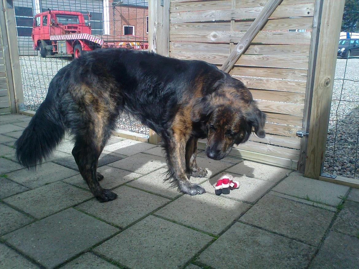 Blanding af racer Dina billede 14