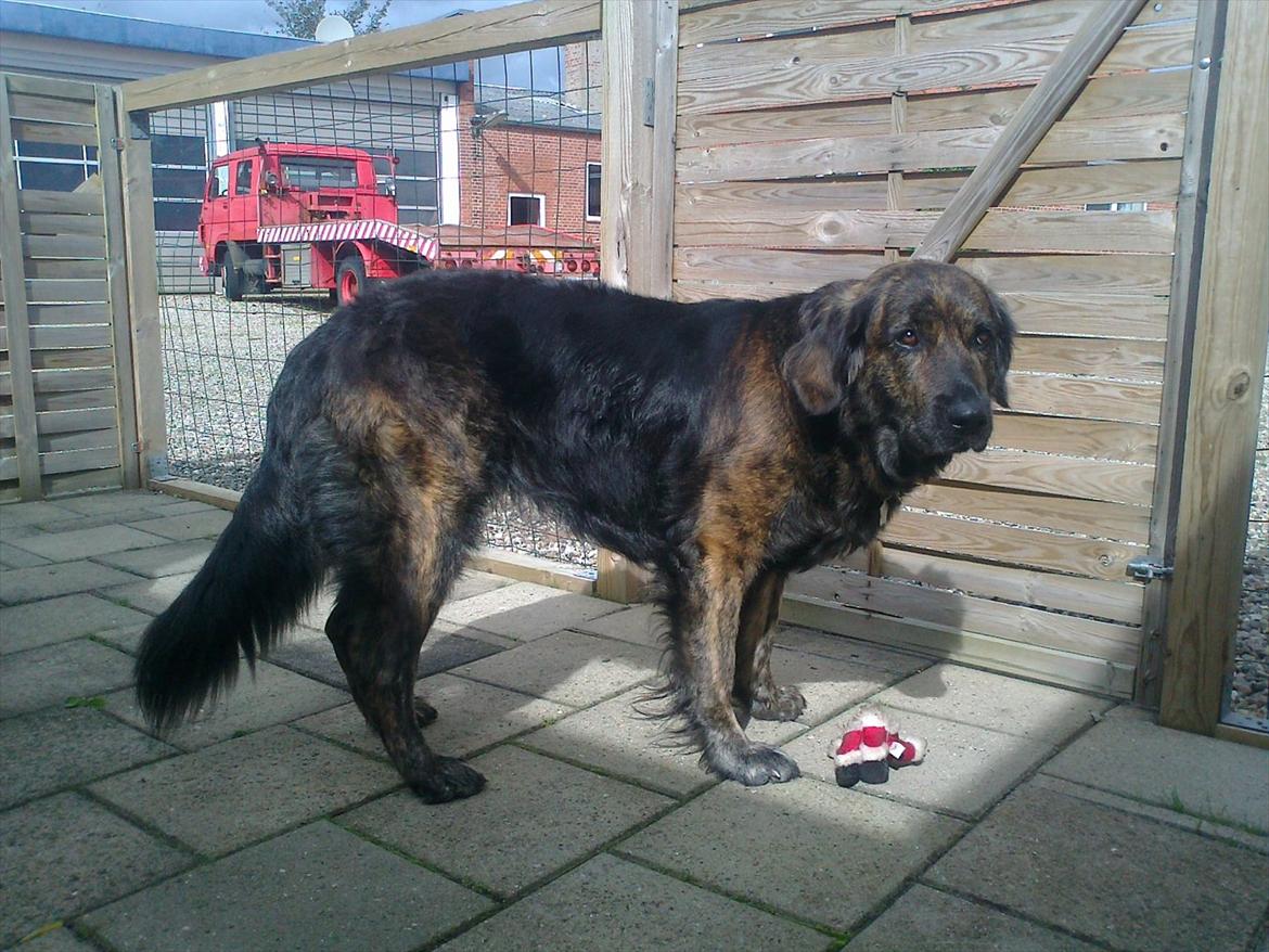 Blanding af racer Dina billede 15