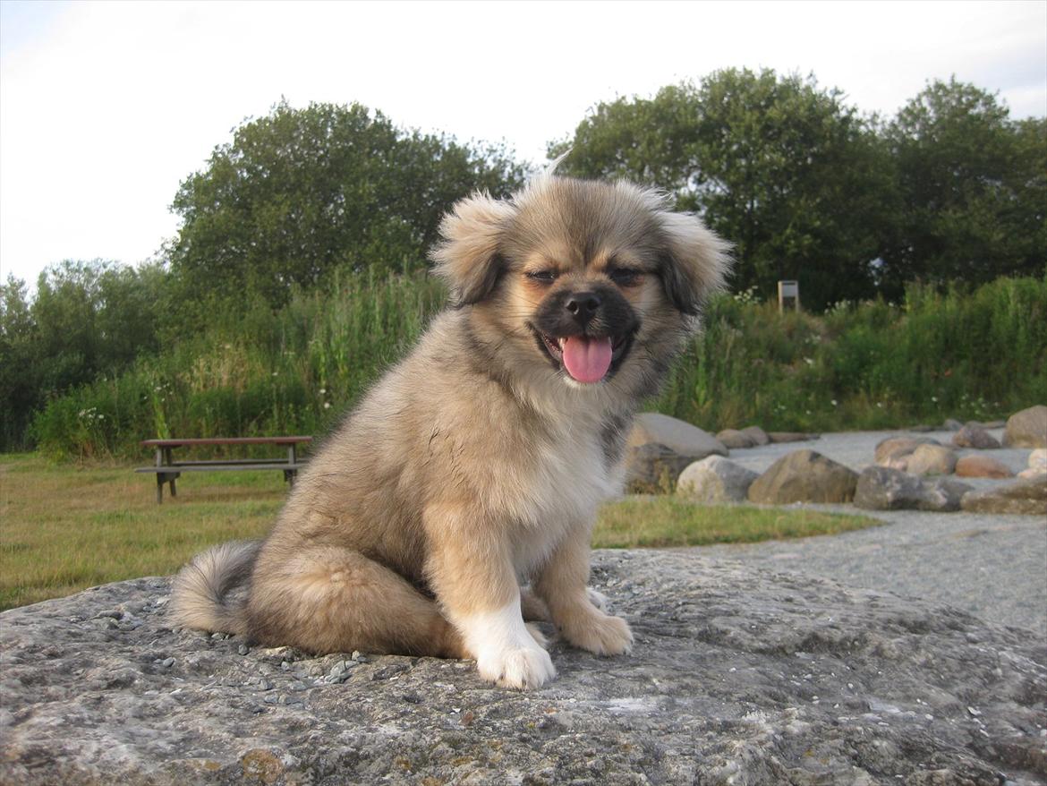 Tibetansk spaniel Chulo's Rang-Po (Rangle) - Hej med jer. Jeg hedder Rangle billede 1