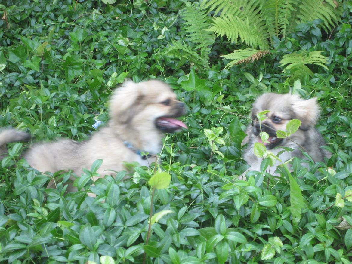 Tibetansk spaniel Chulo's Rang-Po (Rangle) - Hjemme hos Peanut, sammen med bror Dorje billede 13