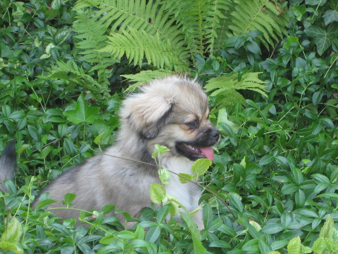 Tibetansk spaniel Chulo's Rang-Po (Rangle) billede 14