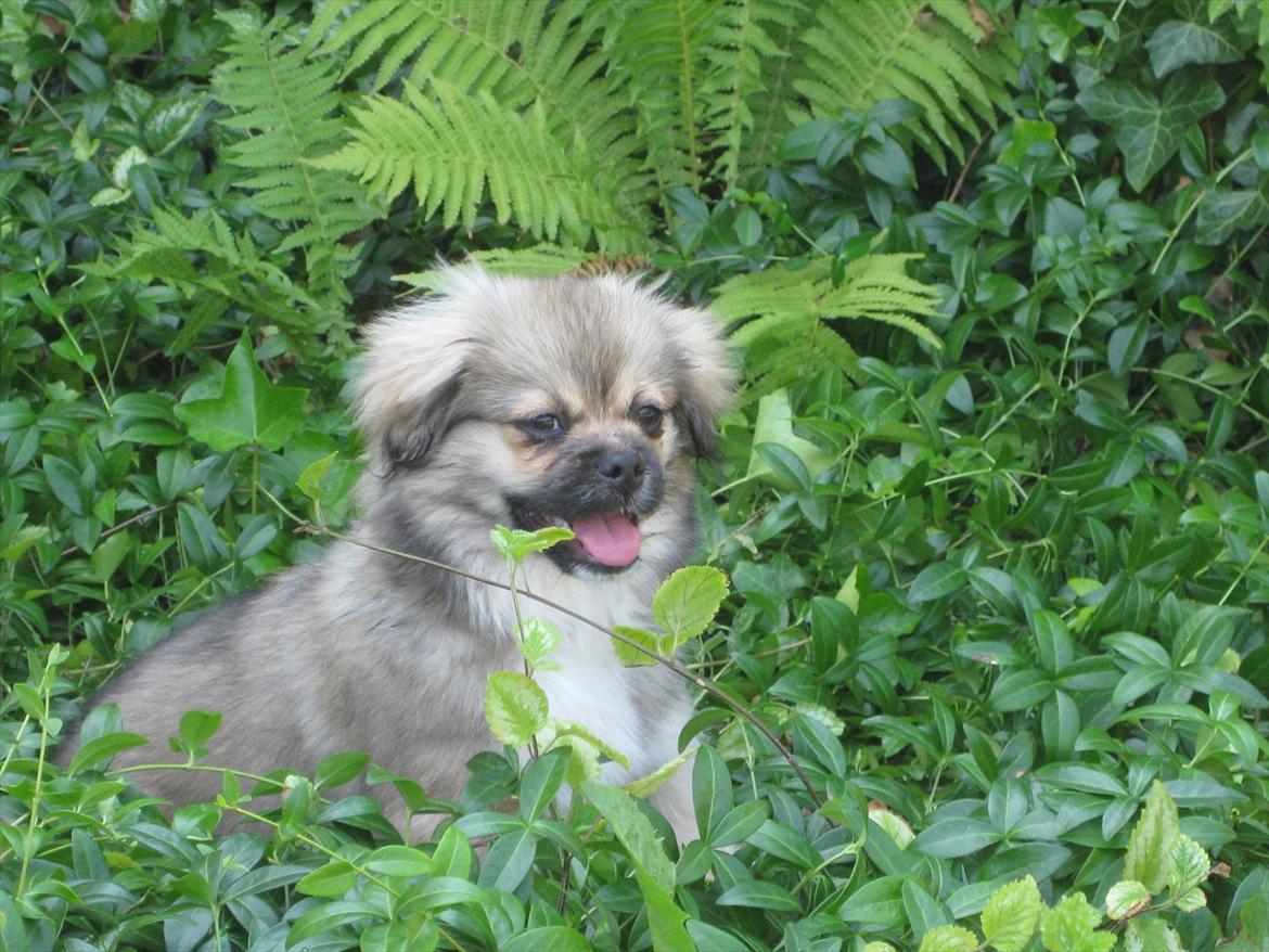 Tibetansk spaniel Chulo's Rang-Po (Rangle) billede 15