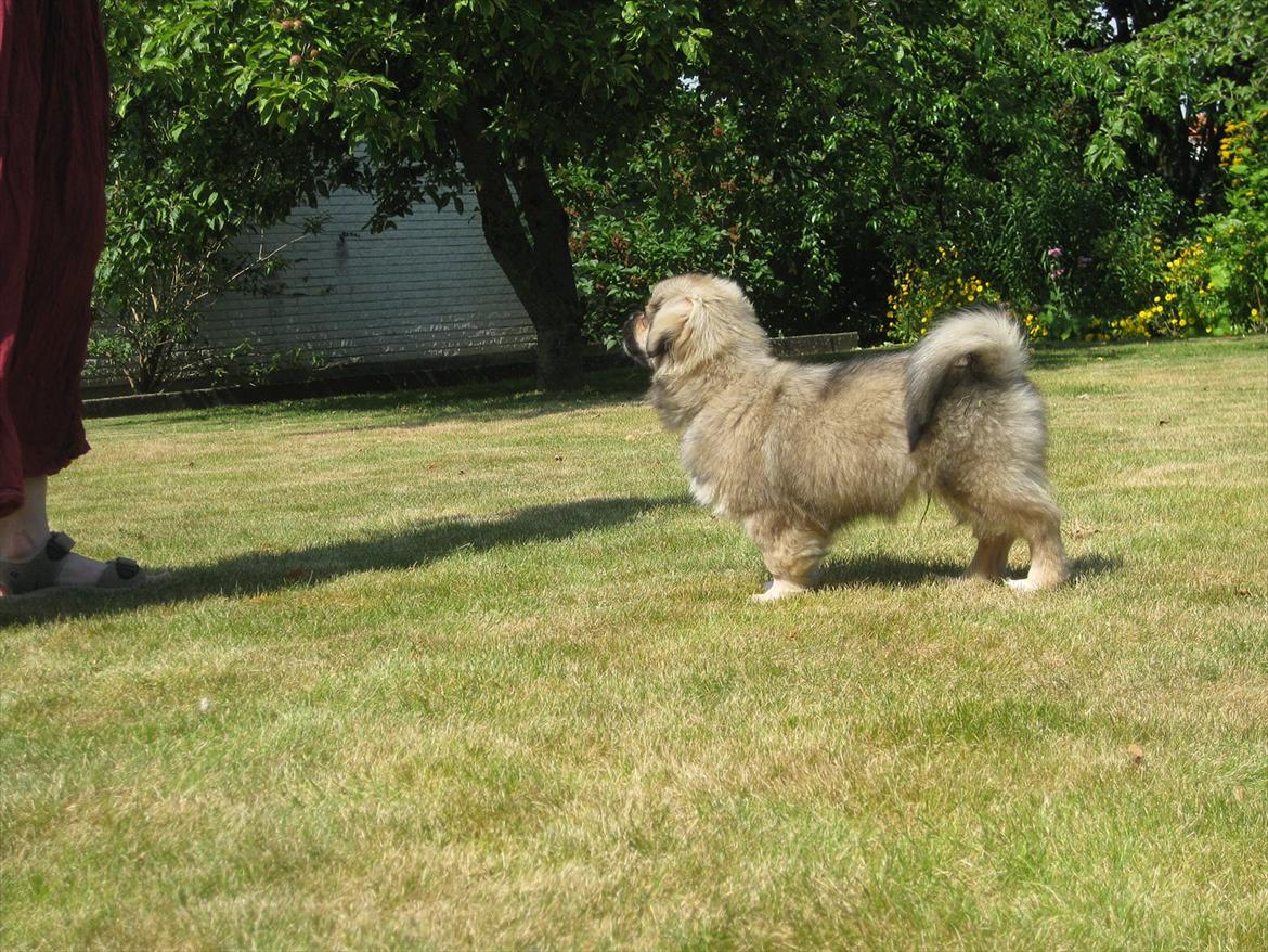 Tibetansk spaniel Chulo's Rang-Po (Rangle) billede 16