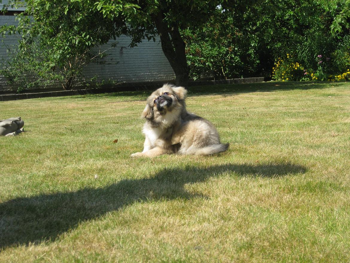 Tibetansk spaniel Chulo's Rang-Po (Rangle) billede 17