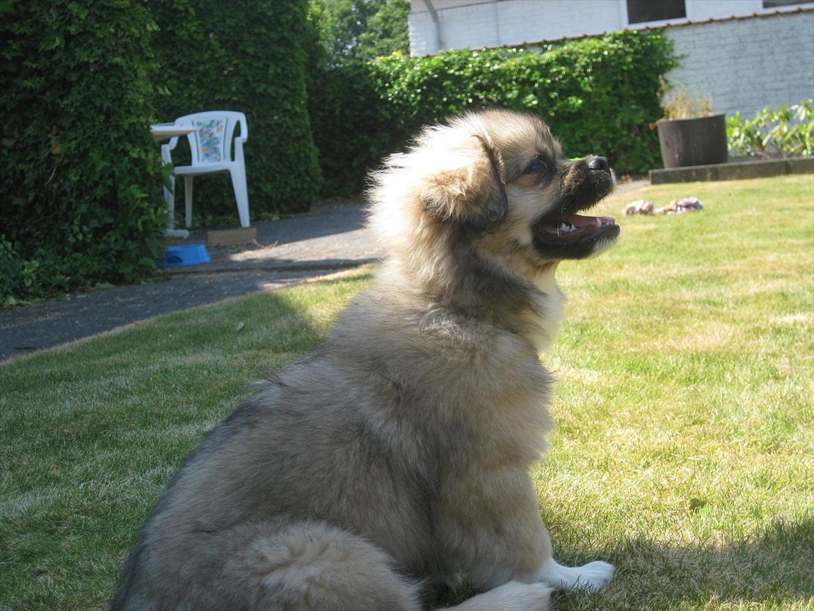 Tibetansk spaniel Chulo's Rang-Po (Rangle) billede 18