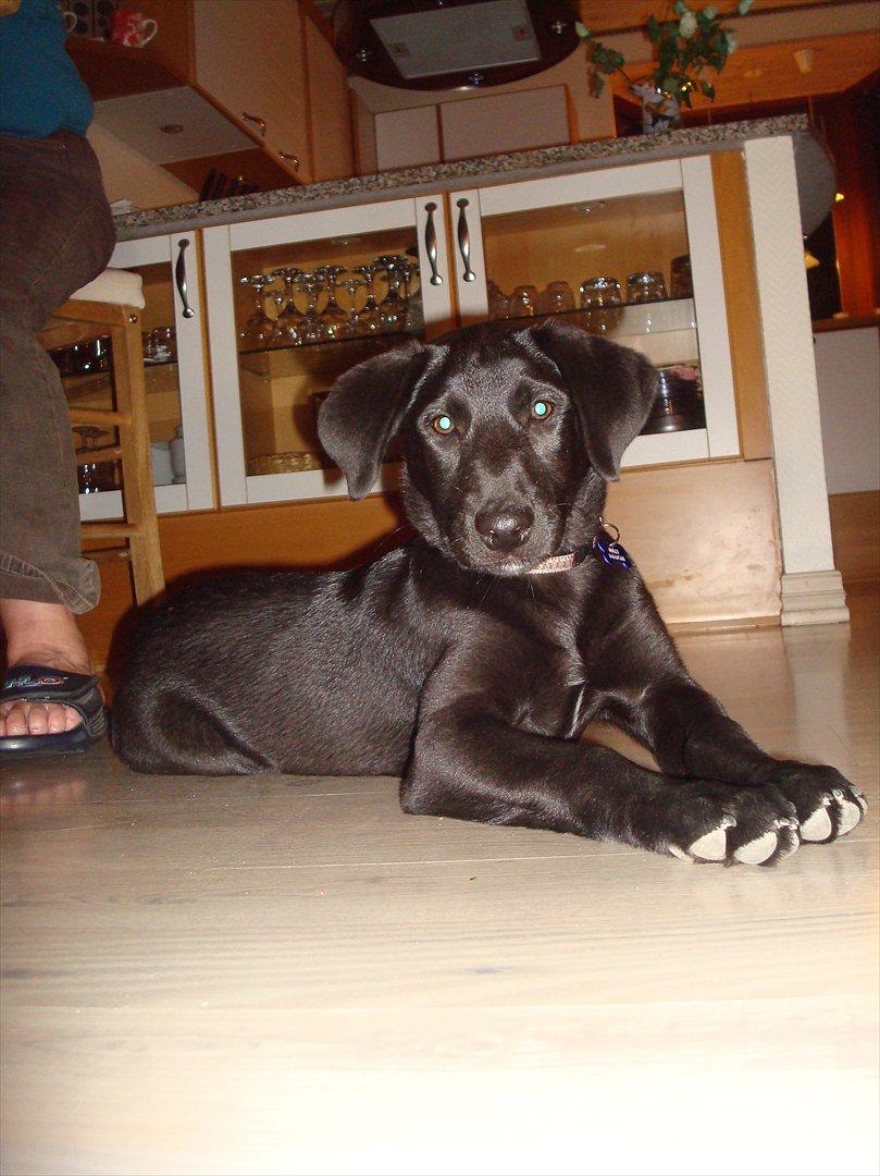 Blanding af racer Molly billede 1