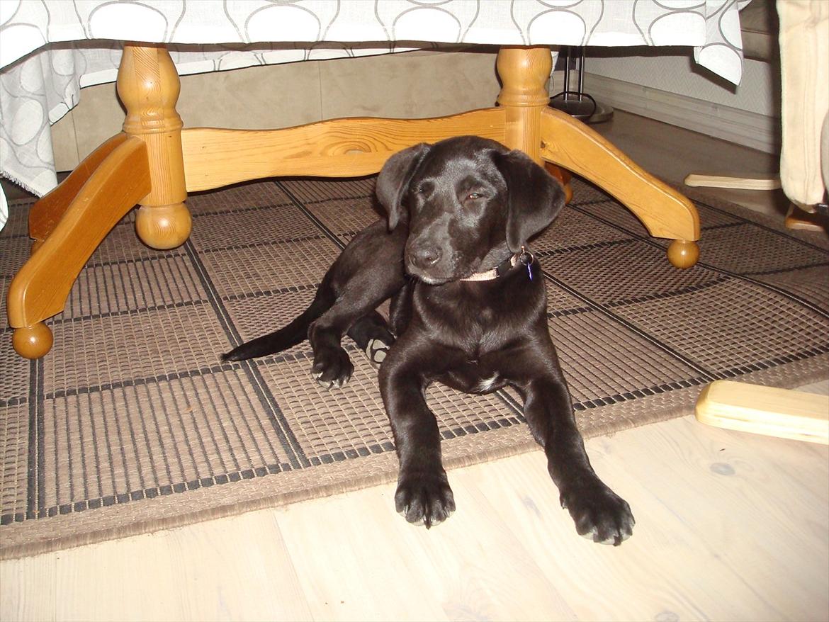 Blanding af racer Molly billede 2