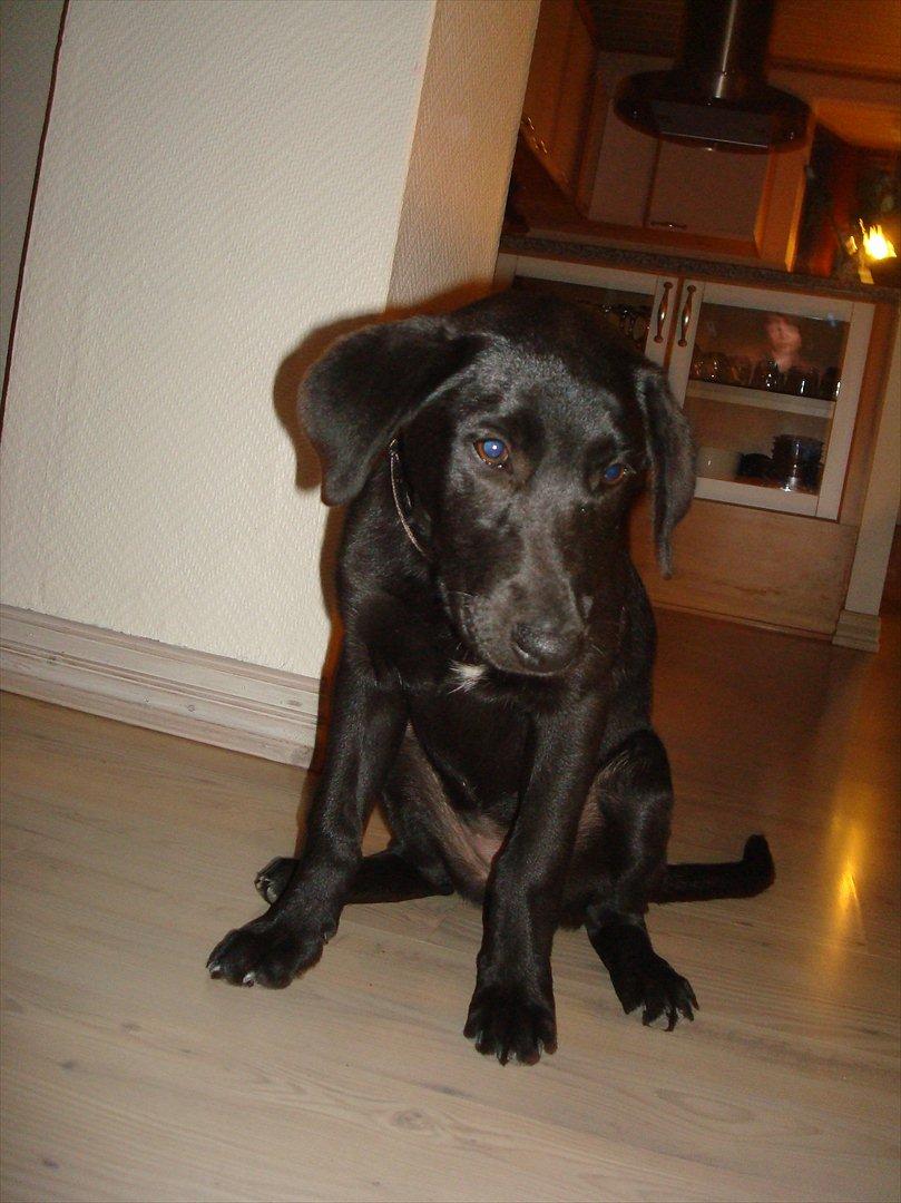 Blanding af racer Molly billede 3