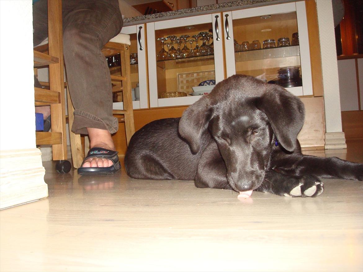 Blanding af racer Molly billede 4