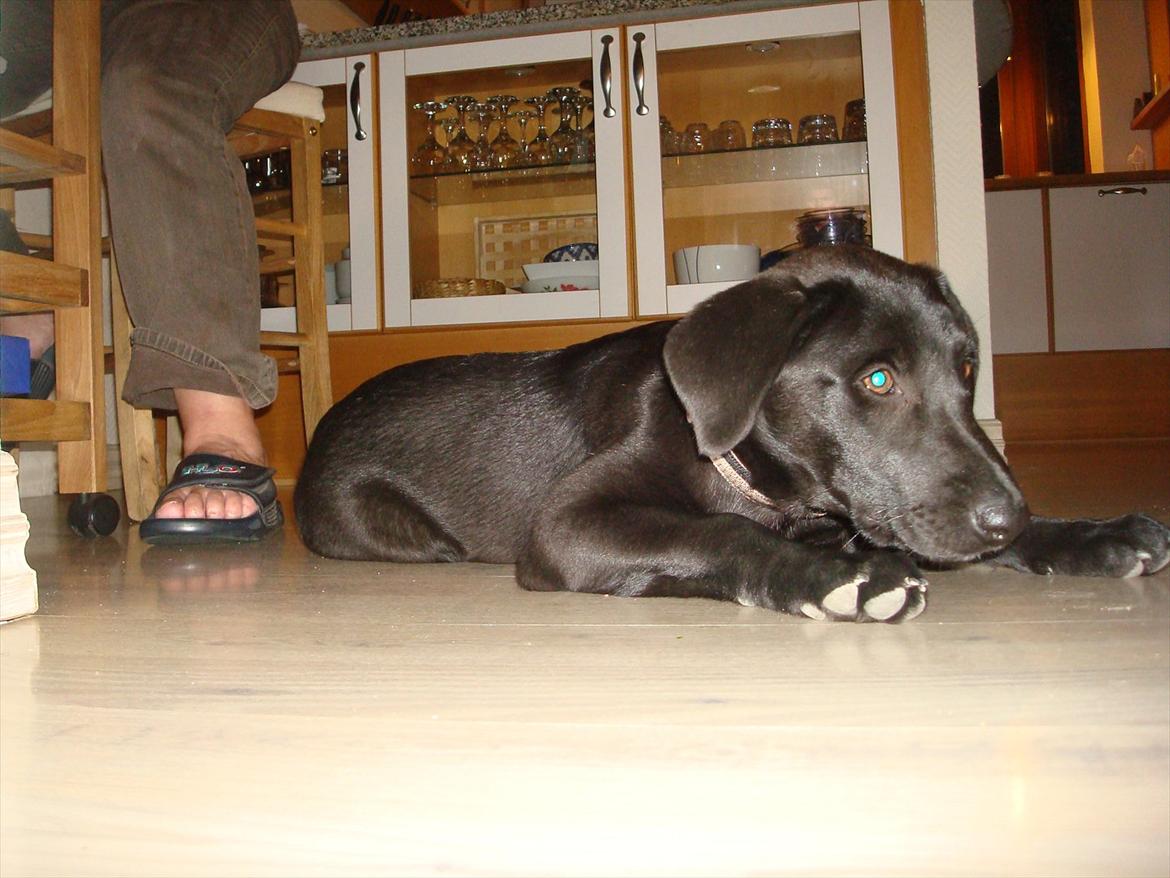 Blanding af racer Molly billede 5