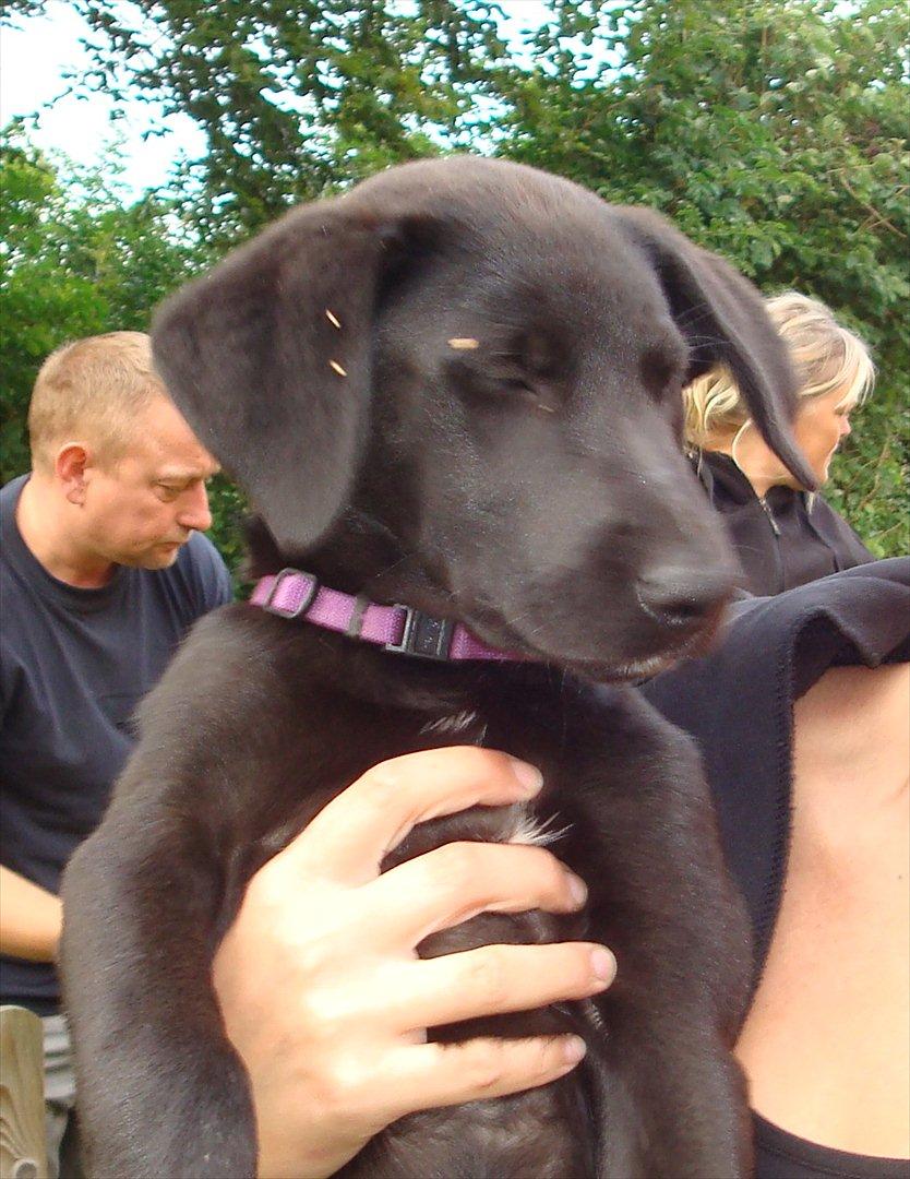 Blanding af racer Molly billede 6