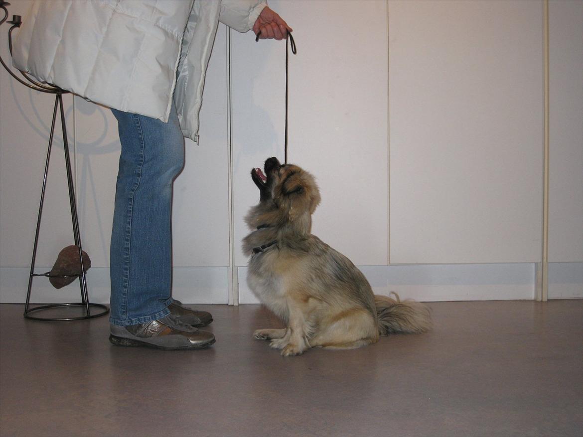 Tibetansk spaniel Bianca (Chulo) billede 7