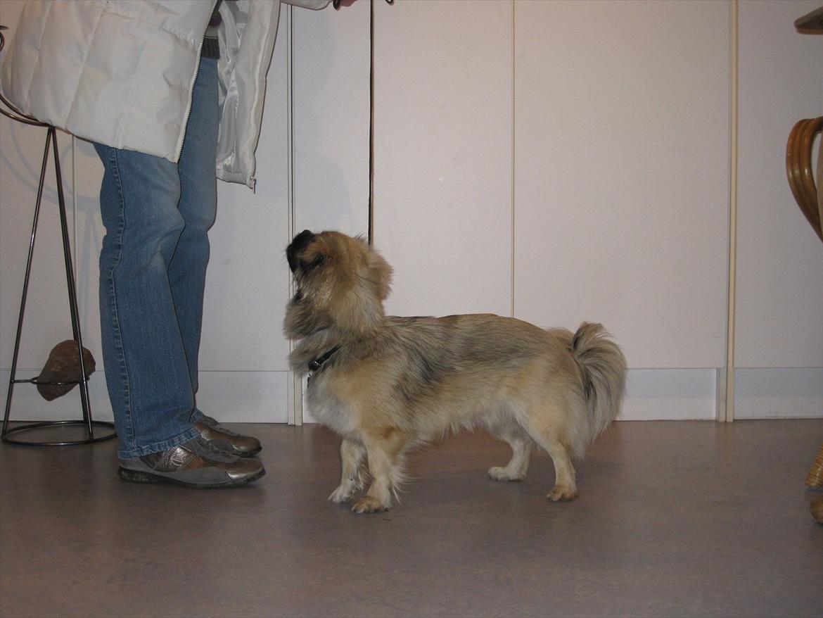 Tibetansk spaniel Bianca (Chulo) billede 8