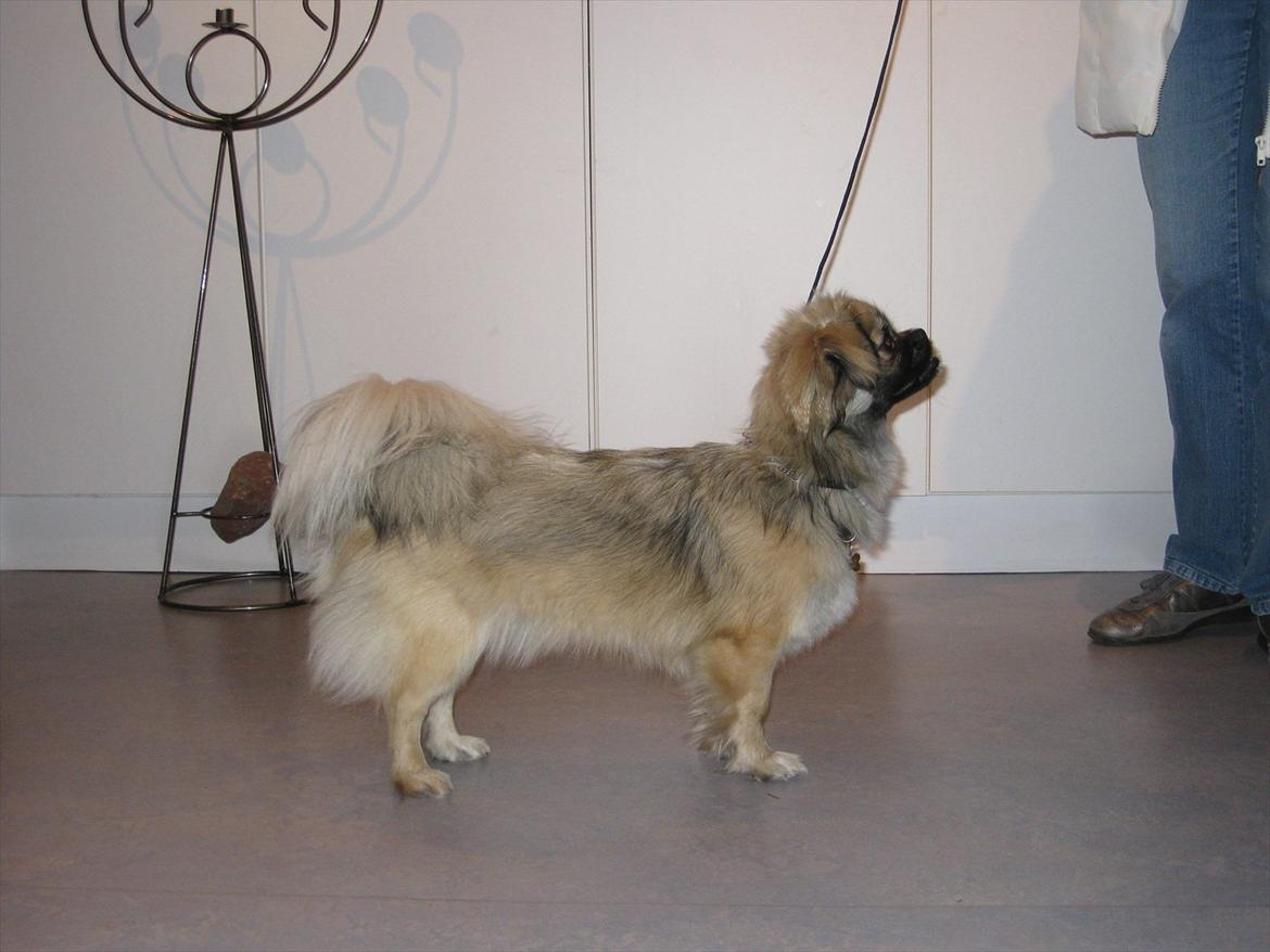 Tibetansk spaniel Bianca (Chulo) billede 9