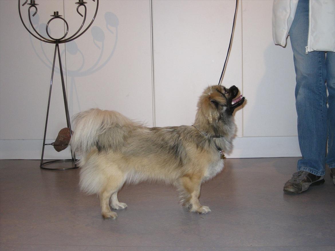 Tibetansk spaniel Bianca (Chulo) billede 10