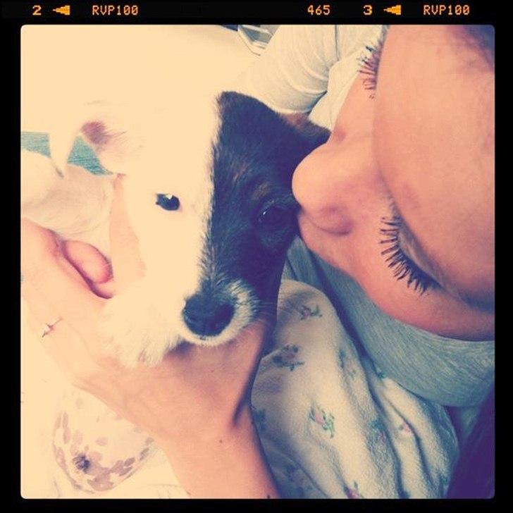 Jack russell terrier Eddie Two Face billede 9