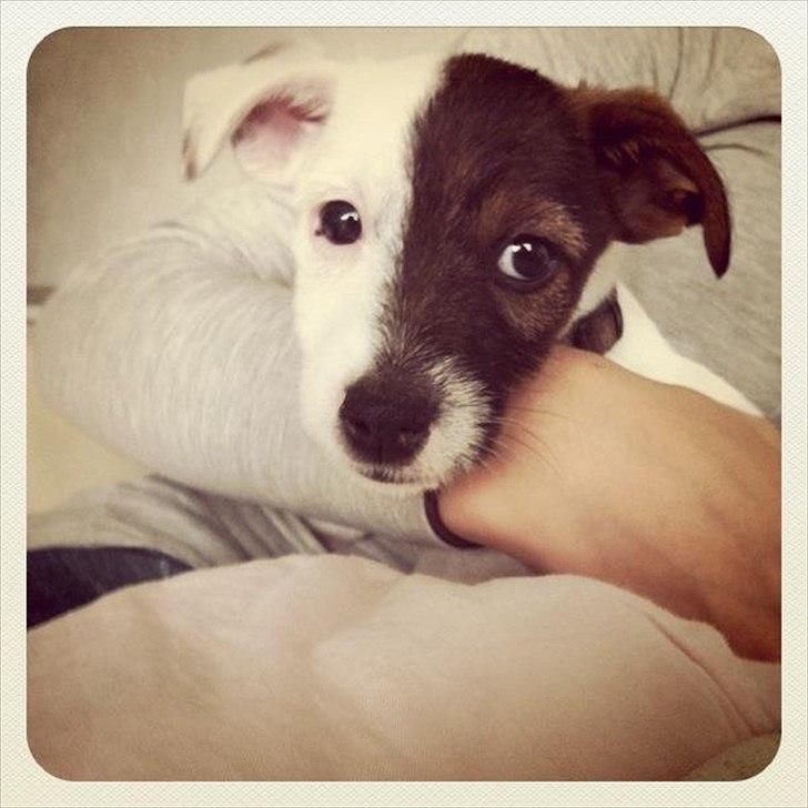 Jack russell terrier Eddie Two Face - 9 uger billede 1