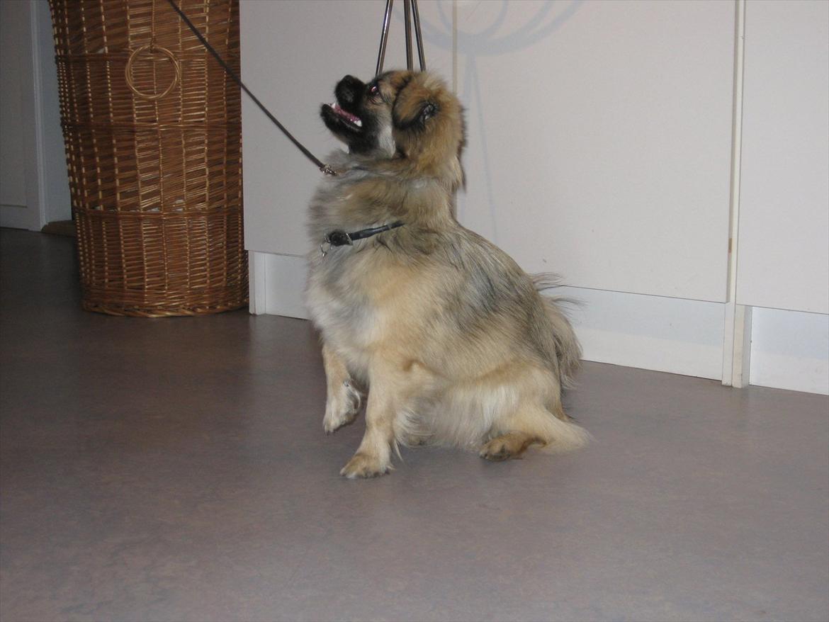 Tibetansk spaniel Bianca (Chulo) billede 11