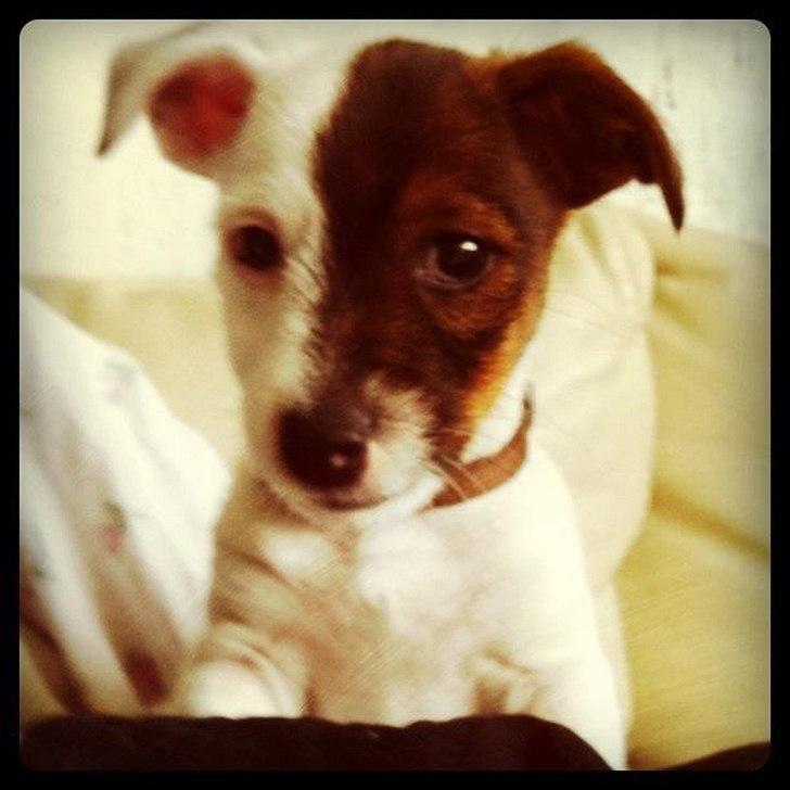 Jack russell terrier Eddie Two Face - 9 uger billede 10