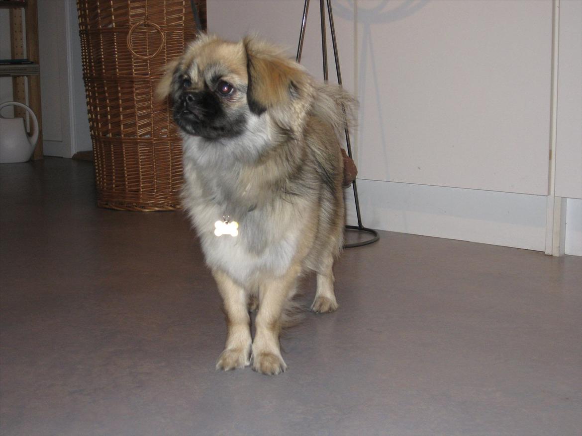 Tibetansk spaniel Bianca (Chulo) billede 1