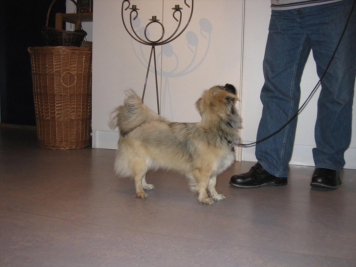 Tibetansk spaniel Bianca (Chulo) billede 12