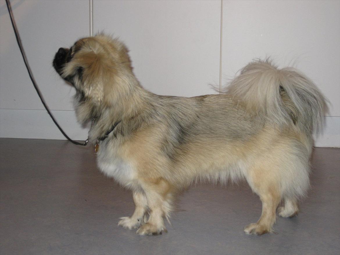 Tibetansk spaniel Bianca (Chulo) billede 13