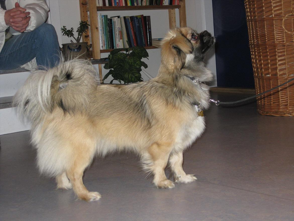 Tibetansk spaniel Bianca (Chulo) billede 14