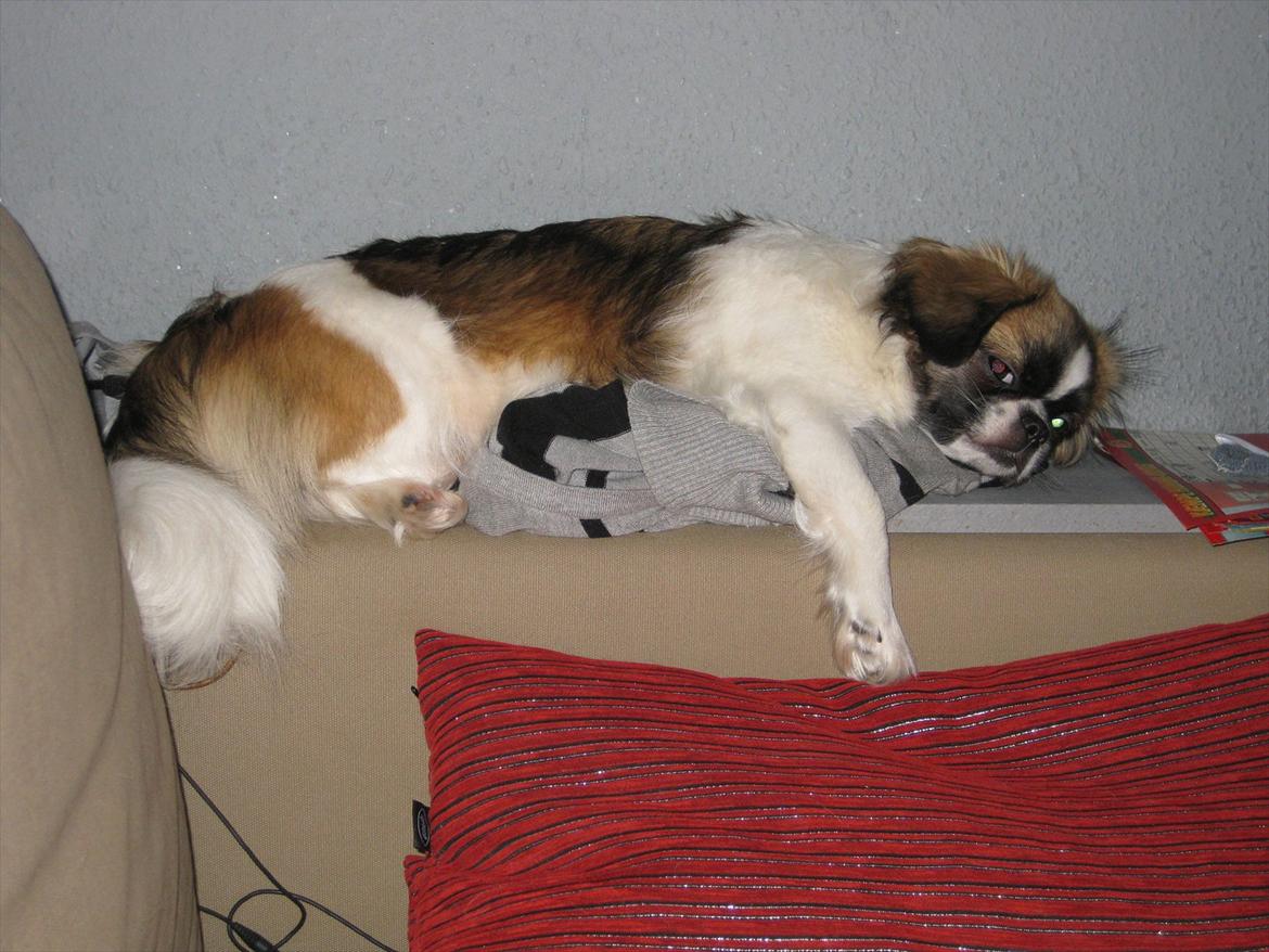 Tibetansk spaniel Frida (Shangri-La) - Hænger lige ud her lidt billede 17