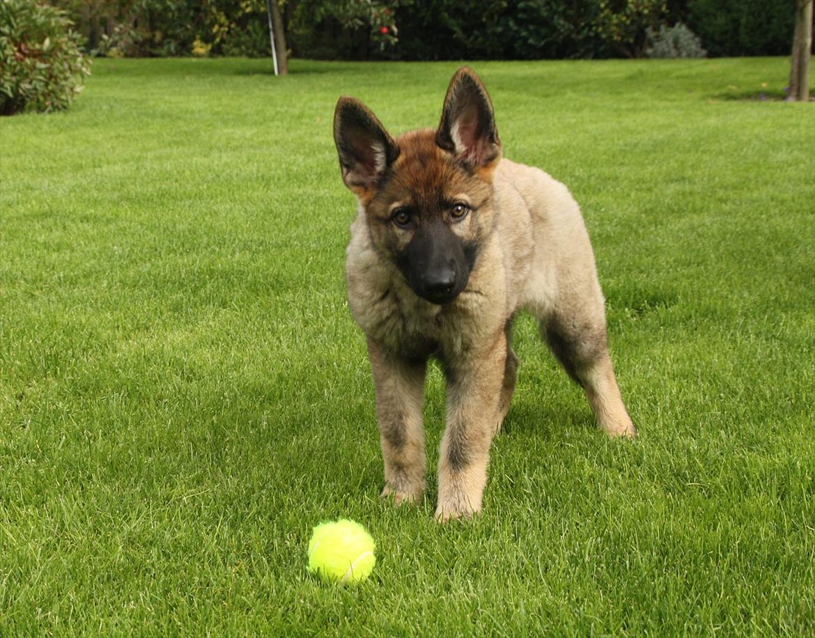 Schæferhund Hulda billede 1