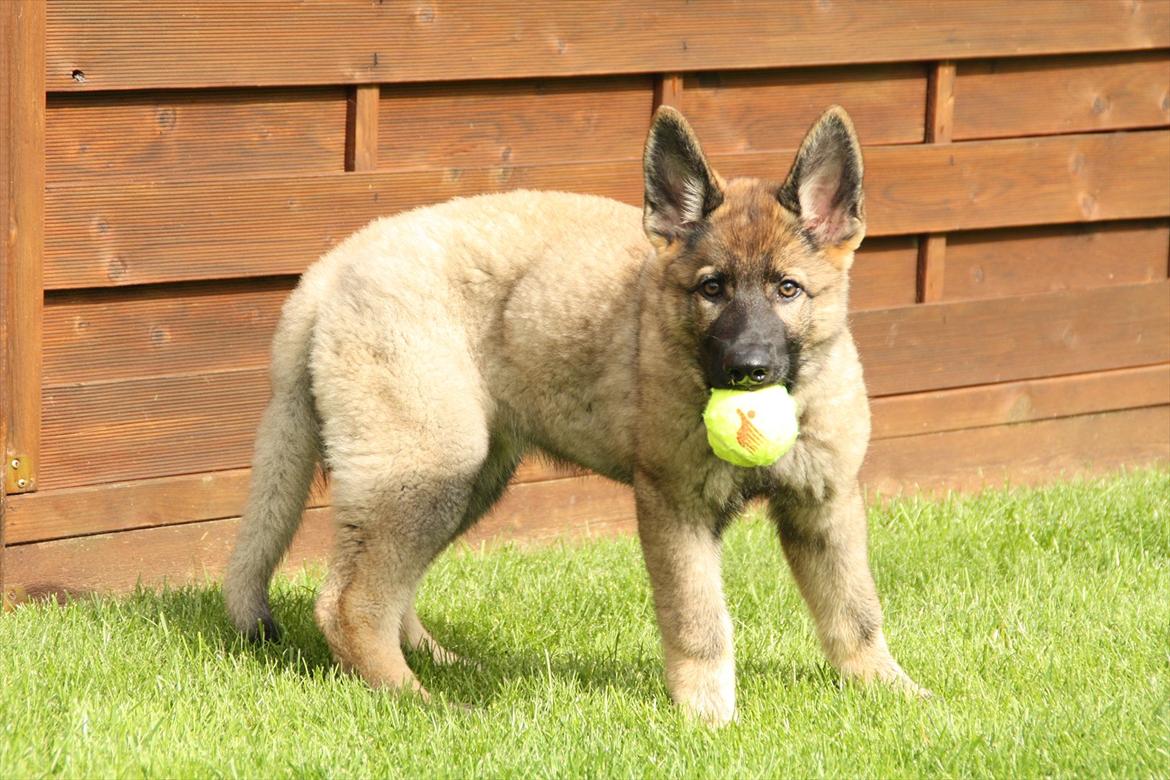 Schæferhund Hulda billede 2