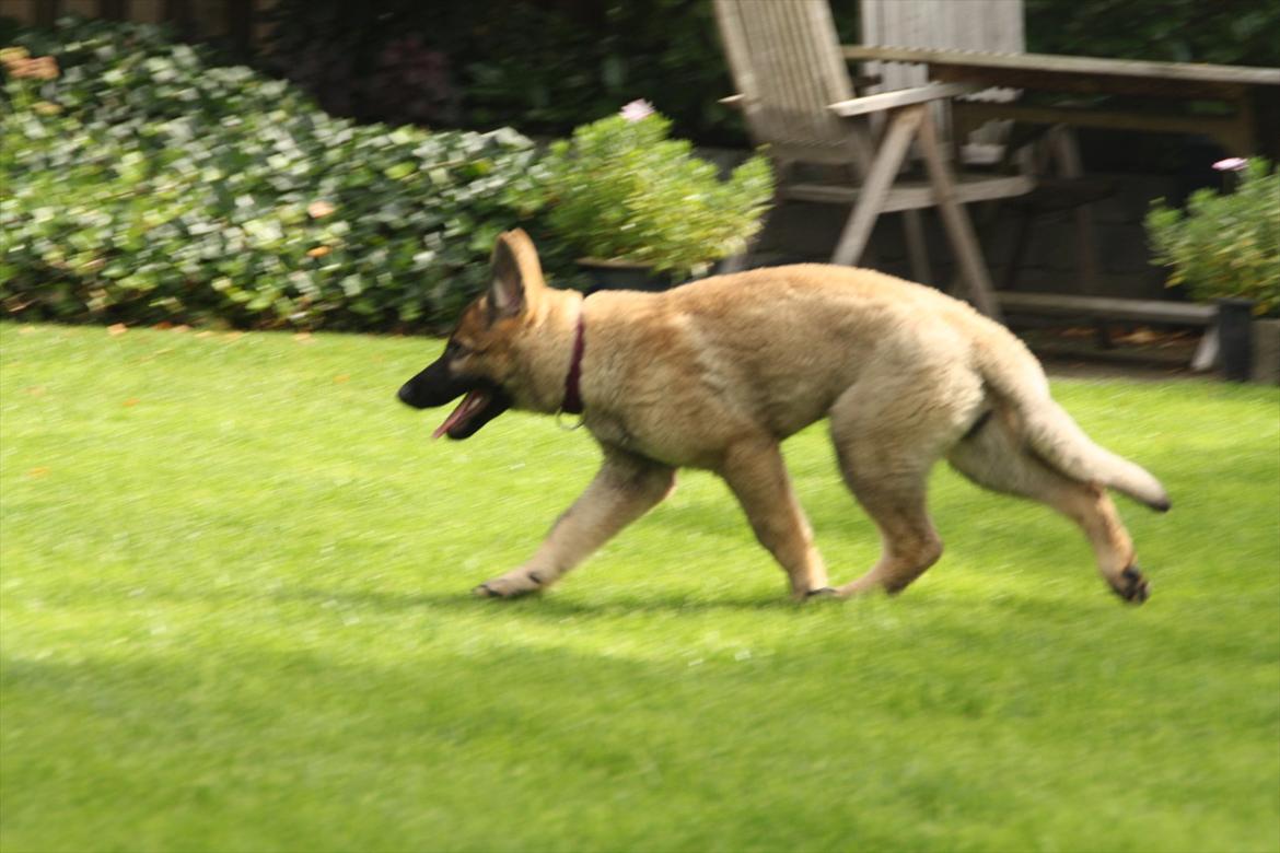 Schæferhund Hulda billede 3