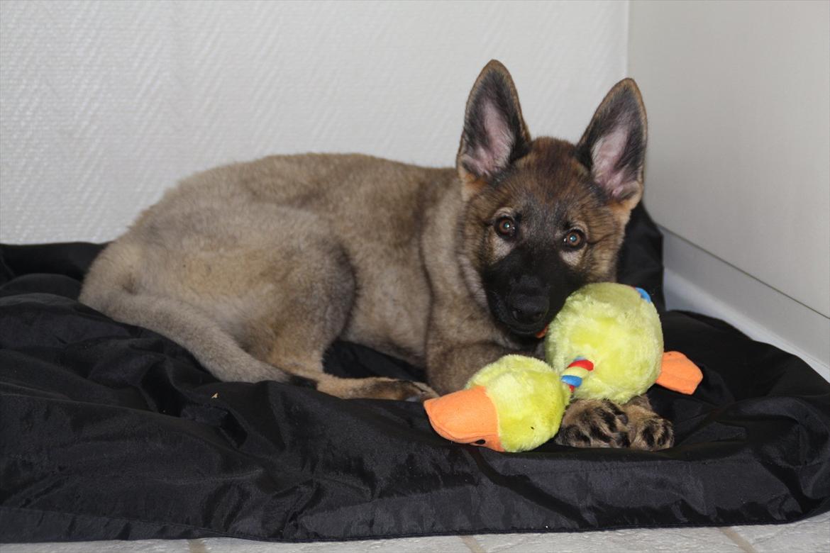 Schæferhund Hulda billede 4