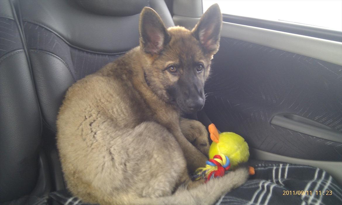 Schæferhund Hulda billede 5