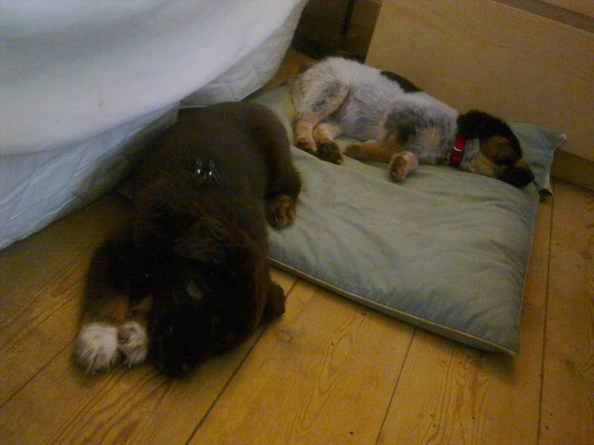 Blanding af racer Milla - Milla var ude og besøge sin søster, Dina. De var så glade for, at se hinanden igen og de legede og legede, til de ikke kunne holde øjnene åbne mere. :) billede 14