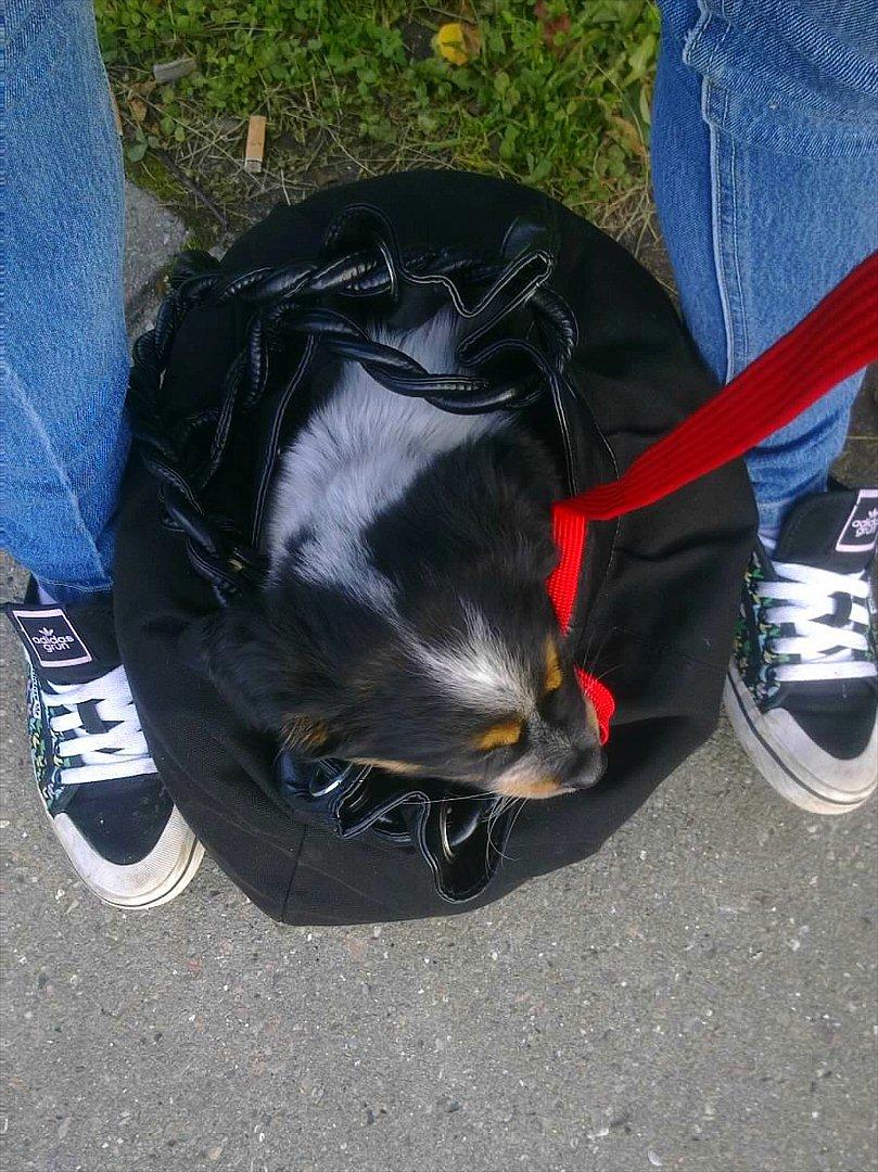 Blanding af racer Milla - Prinsesse Milla i vores hjemmelavede hundetaske. Hun hygger sig rigtig meget i den taske, så det er dejlig let, at køre i bus med hende. :) billede 15