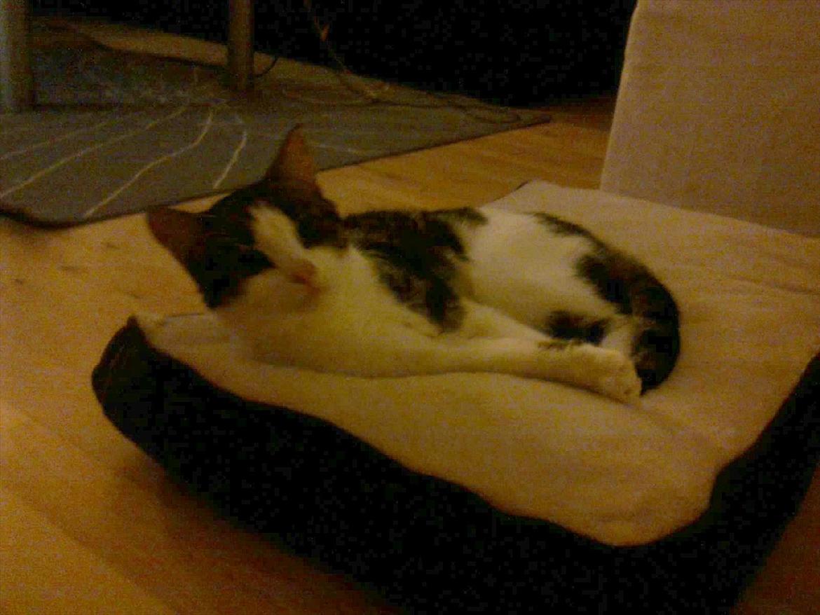 Blanding af racer Milla - Milla er stadig lidt for lille til hundepuden - hun triller hele tiden af den. x) Det er katten, Chrisser, glad for. :) billede 16