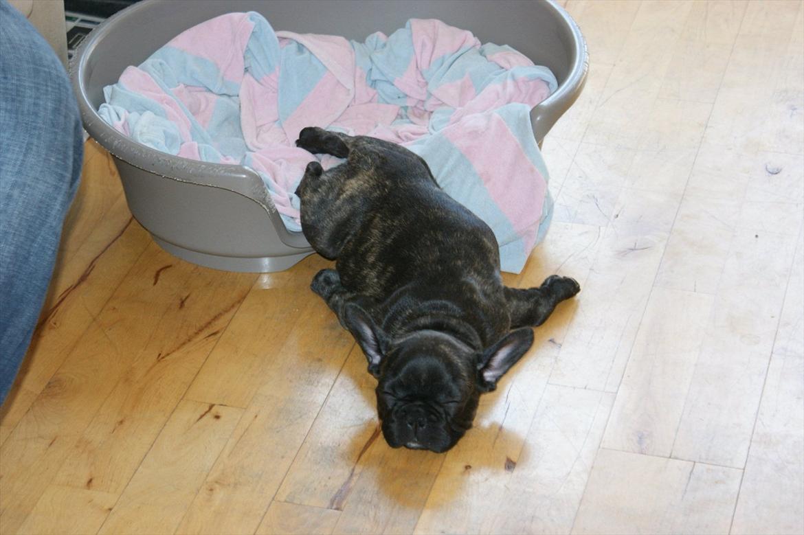 Fransk bulldog Laban billede 1