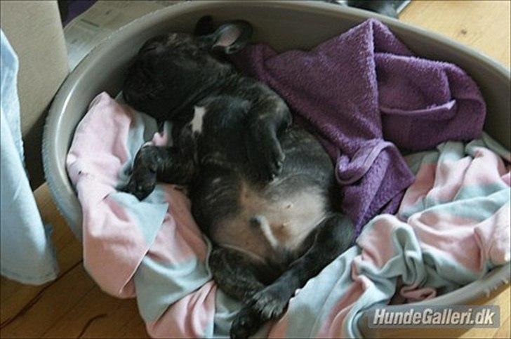 Fransk bulldog Laban billede 4